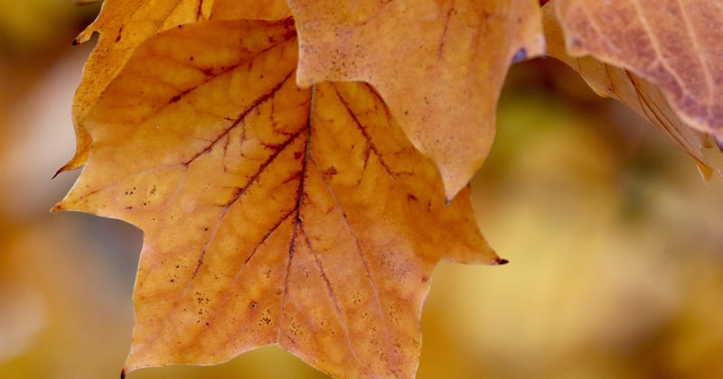 Que faire en Lozère en automne : 10 idées pour vibrer au rythme des couleurs