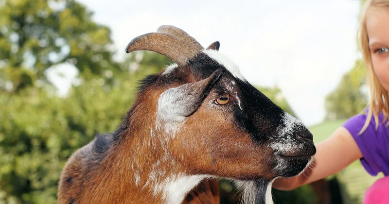 Ferme pédagogique Lozère : le plan qui marche par tous les temps