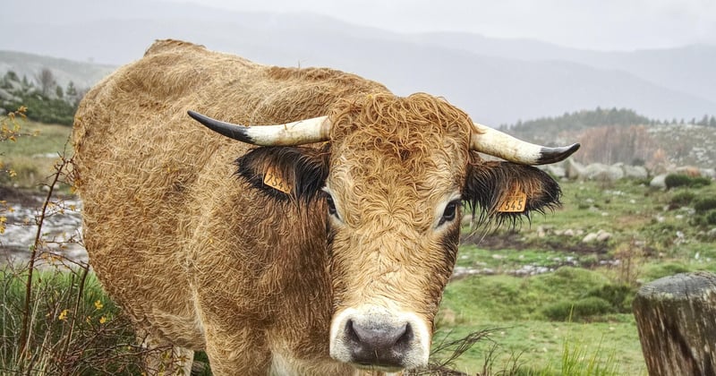 Que faire en Lozère en hiver avec enfants : 12 idées magiques