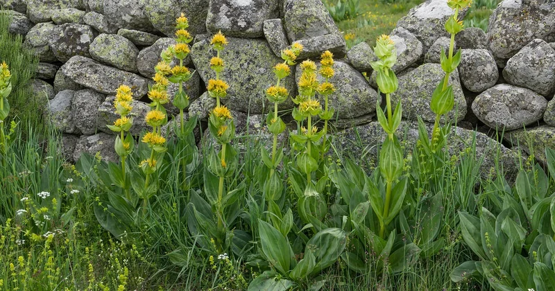 Causses, Aubrac, Margeride : trois façons différentes de voir loin