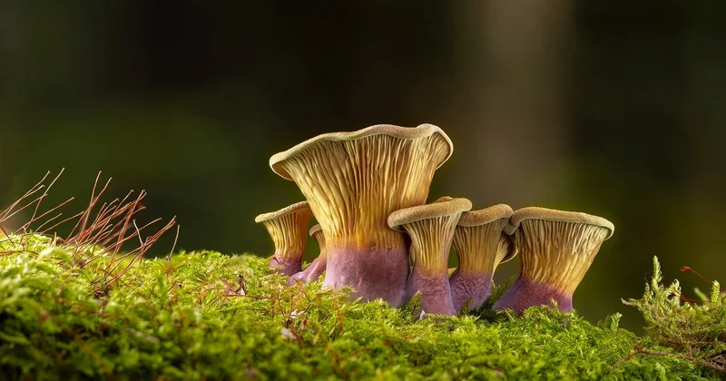 Cueillette de champignons : ce que dit vraiment la réglementation