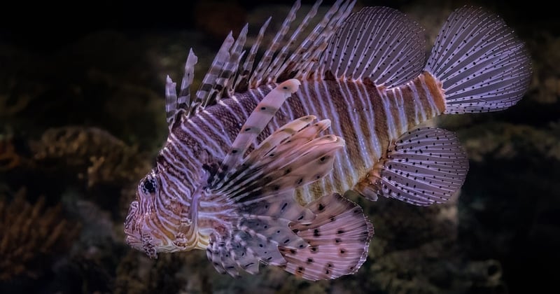 Plongée sous-marine : découvrez les récifs coralliens d'Australie