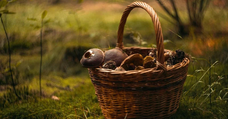 Cueillette des champignons : la réglementation à connaître